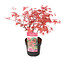 Acer palmatum 'Beni Maiko' - Acero giapponese - Vaso 19cm - Altezza 60-70cm