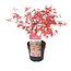 Acer palmatum 'Beni Maiko' - Érable japonais - Pot 19cm - Hauteur 60-70cm