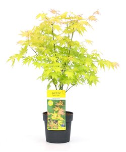 Acer palmatum 'Orange Dream' - Japanse Esdoorn - Pot 19cm - Hoogte 60-70cm