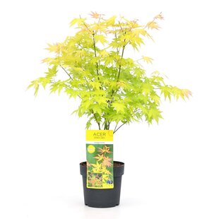 Acer palmatum 'Orange Dream' - Japanese Maple Tree - ø19cm - Height 60-70cm