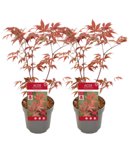 Acer palmatum Atropurpureum- 2er Set - Japanischer Ahorn - ⌀ 19cm - Höhe 80-90cm