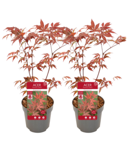 Acer palmatum ´Atropurpureum´ - Set van 2 - Esdoorn - Pot 19cm - Hoogte 60-70cm
