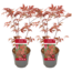 Acer palmatum Atropurpureum- 2er Set - Japanischer Ahorn - ⌀ 19cm - Höhe 80-90cm