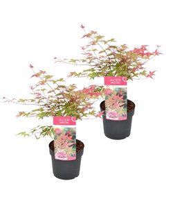 Acer palmatum 'Beni Maiko' - Set di 2 -Acero giapponese- Vaso 19cm -Alt. 60-70cm