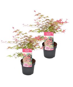 Acer palmatum 'Beni Maiko' - Set of 2 - Japanese Maple - ø19cm - Height 60-70cm