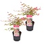 Acer palmatum 'Beni Maiko' - Set of 2 - Japanese Maple - ø19cm - Height 60-70cm