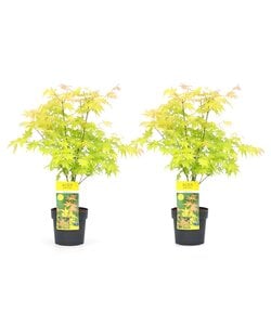 Acer palmatum 'Orange Dream' - Set van 2 - Pot 19cm - Hoogte 60-70cm