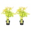 Acer palmatum 'Orange Dream' - Set of 2 - Japanese Maple Tree - Height 60-70cm