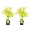 Acer palmatum 'Orange Dream' - Set van 2 - Pot 19cm - Hoogte 60-70cm