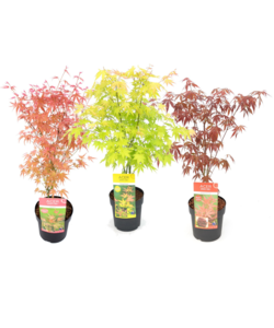 Acer palmatum - Set de 3 - Erable du Japon - Pot 19cm - Hauteur 60-70cm