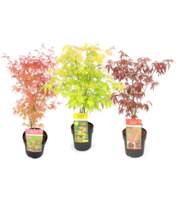Acer palmatum - Set di 3 - Aceri giapponesi - Altezza 60-70 cm