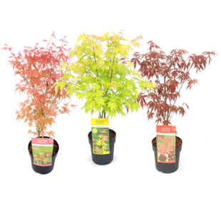 Japanese Maple Trees - Set of 3 - Acer palmatum - ø19cm - Height 60-70cm