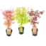 Acer palmatum - Set de 3 - Erable du Japon - Pot 19cm - Hauteur 60-70cm