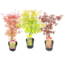 Acer palmatum - Zestaw 3 sztuk - Klon Japoński - ⌀19cm - Wysokość 60-70 cm