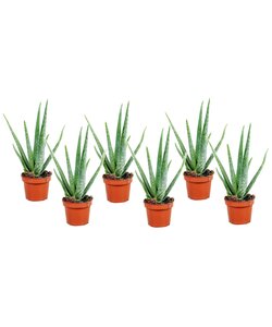 Aloe Vera – 6er-Set – Sukkulente – Topf 10,5 cm – Höhe 25–40 cm