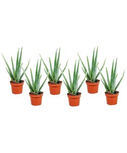 Aloe Vera - Juego de 6 - Planta de interior - Suculenta - ⌀10cm - Altura 25-40cm