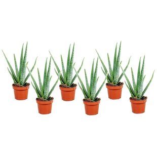 Aloe Vera – 6er-Set – Sukkulente – Topf 10,5 cm – Höhe 25–40 cm