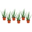 Aloe Vera - Set di 6 - Succulente - Vaso 10,5 cm - Altezza 25-40 cm