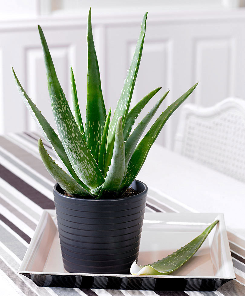 Aloe Vera - Set of 6 - Succulent - Pot 10,5cm - Height 25-40 cm