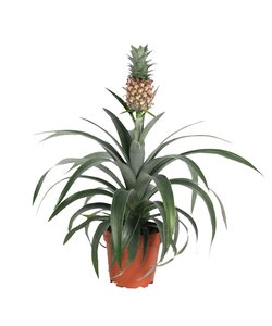 Ananas 'Mi Amigo' - Pineapple plant - ø12cm - Height 35-45cm