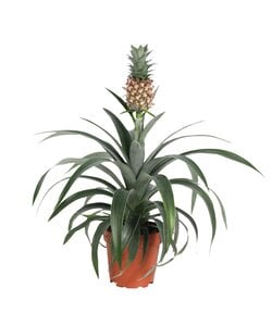 Ananas 'Mi Amigo' - Roślina doniczkowa - ⌀12cm - Wysokość 35-45cm