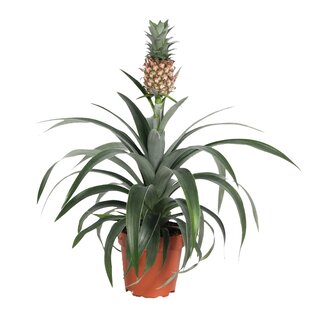 Ananas Mi Amigo - Ananaspflanze - Topf 12cm - Höhe 35-45cm