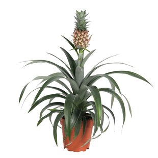 Ananas 'Mi Amigo' - Pineapple plant - ø12cm - Height 35-45cm