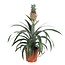 Ananas 'Mi Amigo' - Pineapple plant - ø12cm - Height 35-45cm