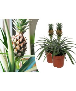 Ananasplant 'Mi Amigo' - Set van 2 - Kamerplant - Pot 12cm - Hoogte 35-45cm