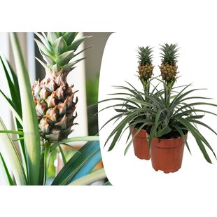 Ananasplant comosus 'Mi Amigo' - 2er Set - Ananas - Topf 12cm - Höhe 35-45cm