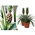 Set de 2 - Planta de piña Mi Amigo - Planta de interior - ⌀12cm - Altura 35-45cm
