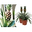 Roślina ananasowa Mi Amigo - Zestaw 2 sztuk - ⌀12cm - Wysokość 35-45 cm