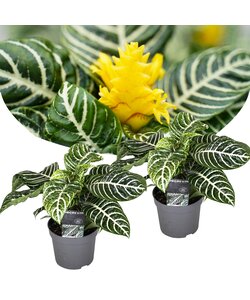 Aphelandra Botanica 'Zebra plant' - Set of 2 - ø13cm - Height 25-45cm