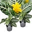 Aphelandra - Juego de 2 - Plantas Cebra - ⌀13 cm - Altura 25-45 cm