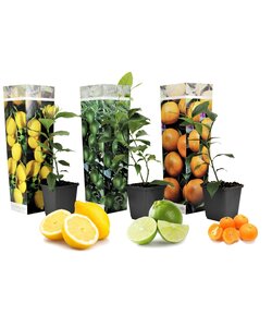 Citrus Mix - Set van 3 - Citroen, Limoen, Sinaasappel - Pot 9cm - Hoogte 25-40cm