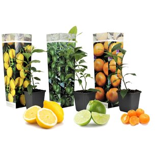 Citrus tree - Mix of 3 - Lemon, Lime, Orange - ø9cm - Height 25-40cm