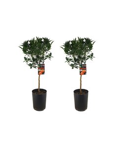 Citrus aurantium 'Tarocco' - 2er Set - Obstbaum - Topf 19cm - Höhe 90-110cm