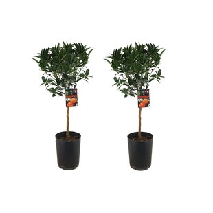 Citrus aurantium 'Tarocco' - 2er Set - Obstbaum - Topf 19cm - Höhe 90-110cm