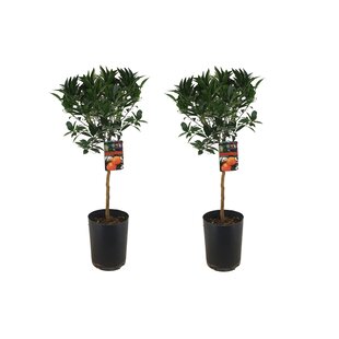 Citrus aurantium Tarocco - Set de 2 - Arbre - Pot 19cm - Hauteur 90-110cm