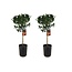 Citrus aurantium Tarocco - Set de 2 - Arbre - Pot 19cm - Hauteur 90-110cm