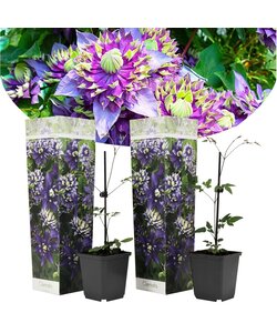 Clematis Taiga - Set de 2 - Plantes grimpantes - Pot 9cm - Hauteur 25-40cm