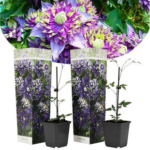 Clematis hybrid taiga - 2er Set - Waldrebe Taiga - Topf 9cm - Höhe 25-40cm