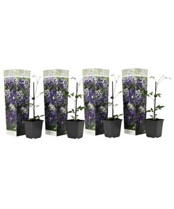 Clematis Taiga - Set de 4 - Plantes grimpantes - Pot 9cm - Hauteur 25-40cm