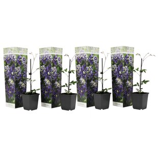 Clematis Taiga - Set of 4 - Hardy climbers - ø9cm - Height 25-40cm