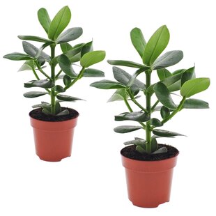 Clusia rosea 'Princess' - Set van 2 - Pot 12cm - Hoogte 25-35cm