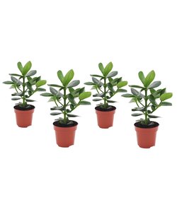 Clusia rosea Princess - Set of 4 - ø12cm - Height 25-35cm