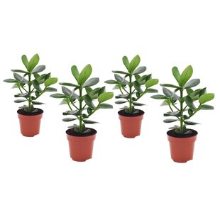 Clusia rosea Princess - Set of 4 - ø12cm - Height 25-35cm