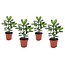 Clusia rosea 'Princess' - Set van 4 - Pot 12cm - Hoogte 25-35cm