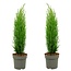 Cupressus sempervirens - Set of 2 - Cypress - ø19cm - Height 70-80cm