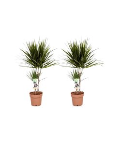 Dracaena Marginata - Set van 2 - Drakenbloedboom - Pot 17cm - Hoogte 70-80cm